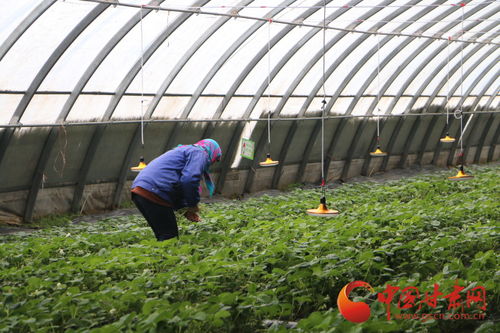 兰州榆中发展现代农业产业 为老百姓提供优质的农特产品