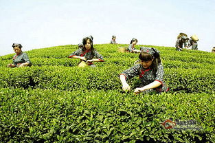 白茶发展应走 群众路线